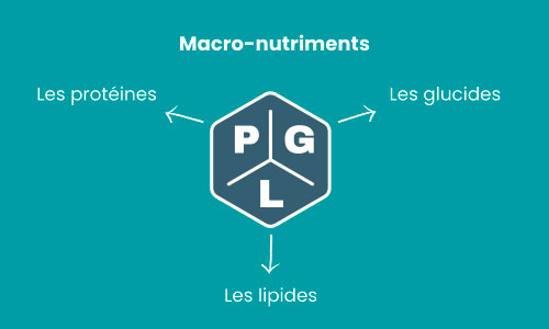 qu'est-ce qu'une protéine ?