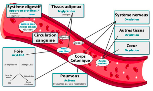 schéma du fonctionnement du métabolisme lors de la cétogénese