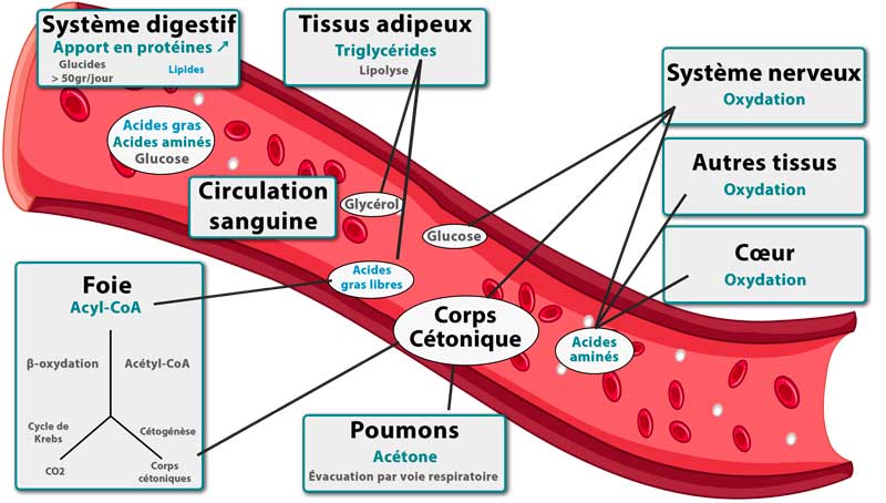 schéma cétogenèse régime protéiné