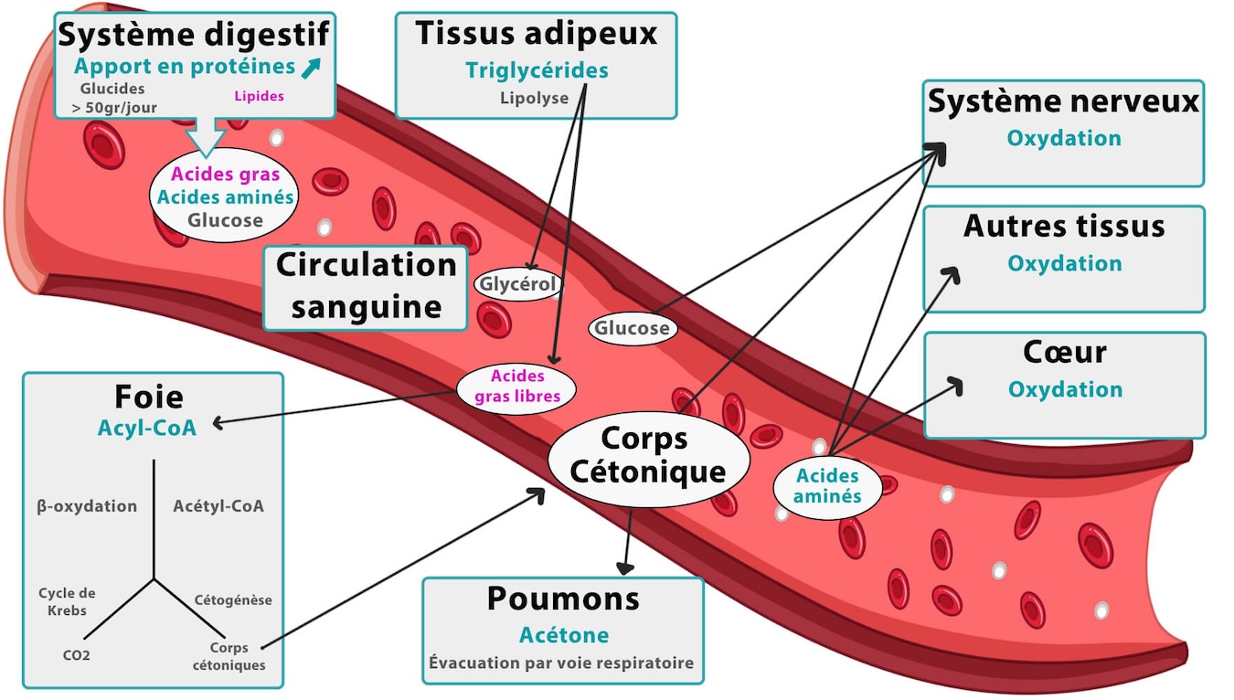 cetogene schema regime