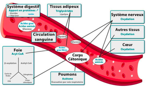 ketogenic diet plan